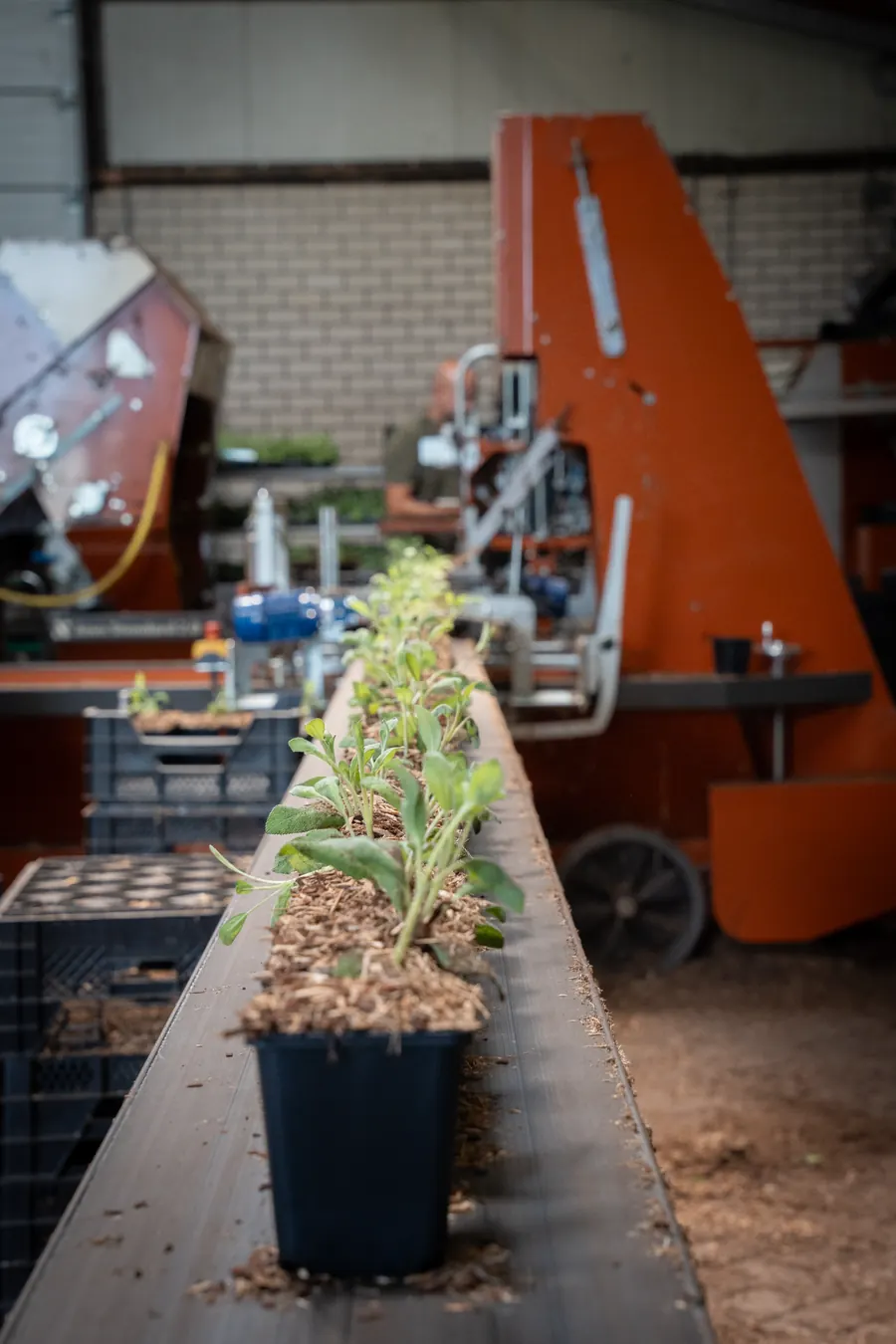 Net opgepotte jonge planten op de band van de oppotmachine