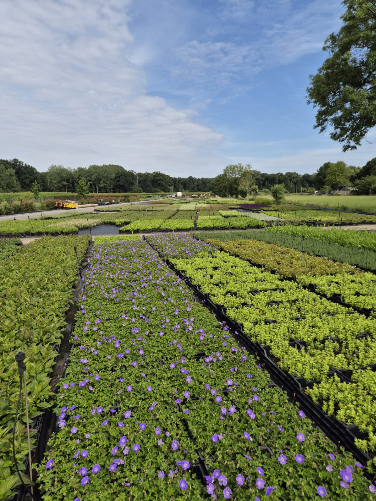 Overzicht van de kwekerij met duizenden vaste planten